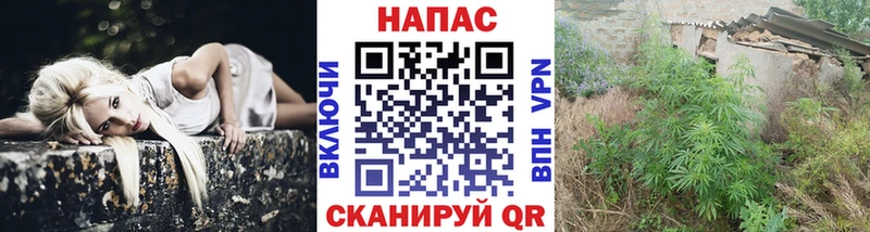 Шишки марихуана семена  Ахтырский 